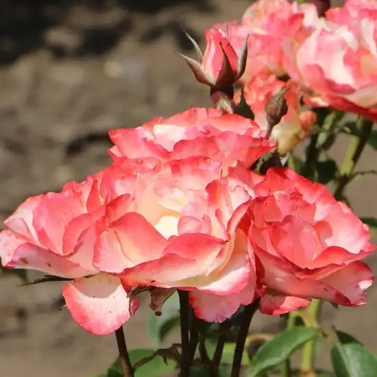 Trandafiri Floribunda - Trandafiri - Auf die Freundschaft ® - 